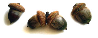 Acorn