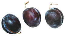 prunes pic