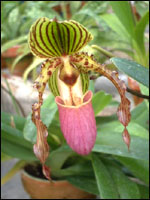 Paphiopedilum