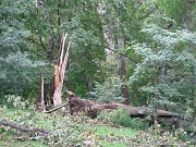  This tree was struck by a lightning as a burnt area can be seen.