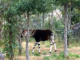 okapi pic