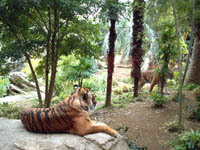 tiger pic